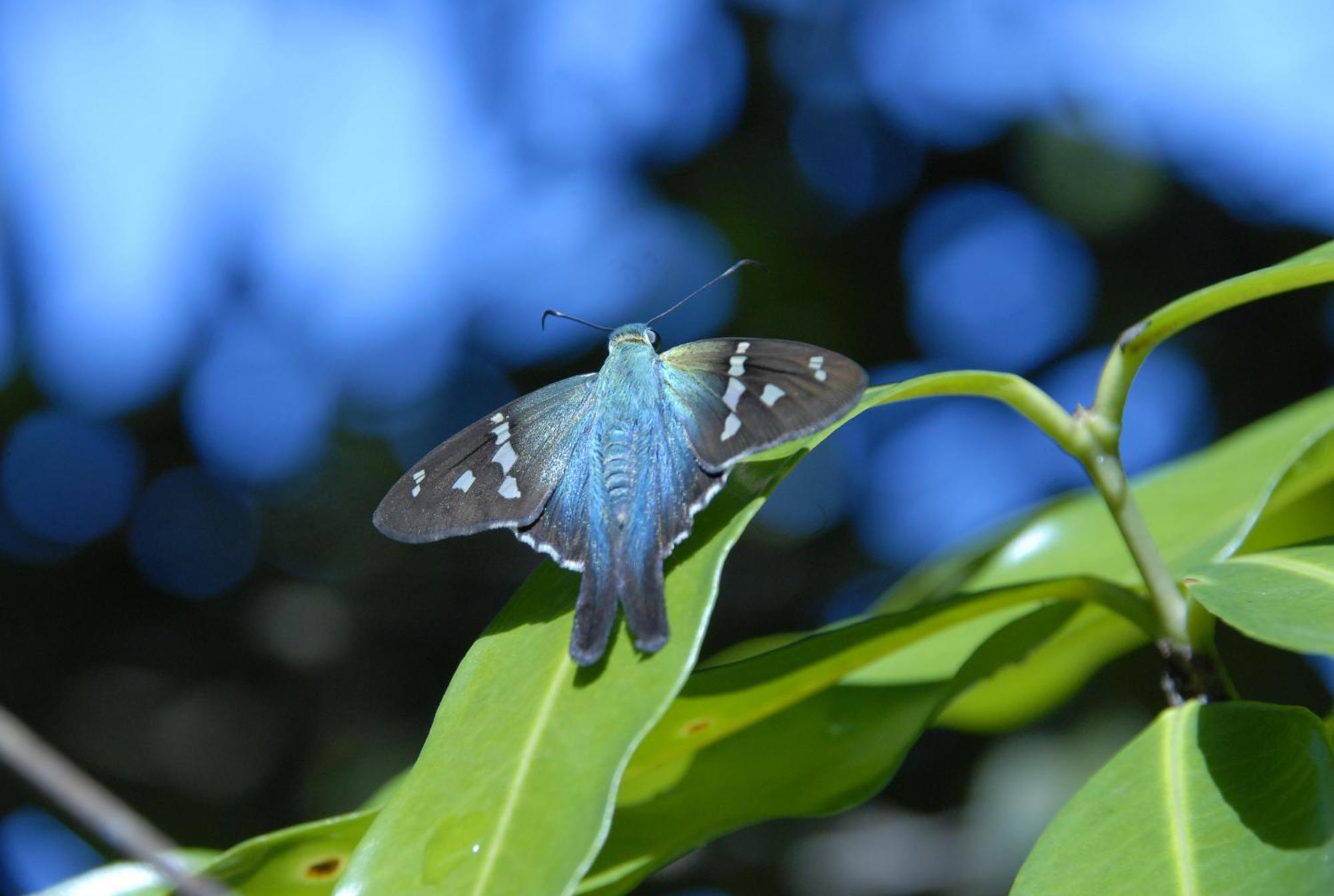 Hotel La Mariposa Manuel Antonio Εξωτερικό φωτογραφία