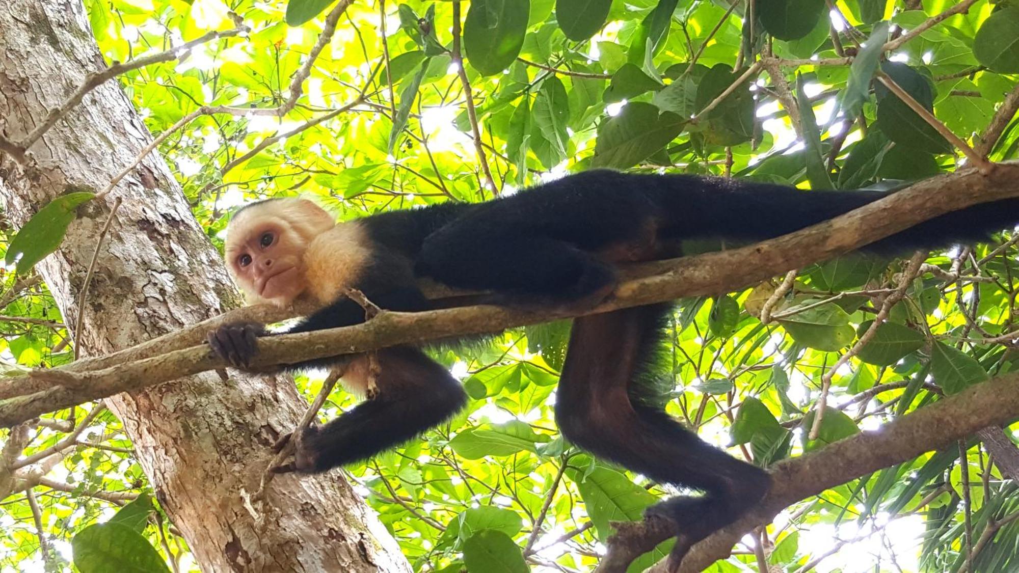 Hotel La Mariposa Manuel Antonio Εξωτερικό φωτογραφία